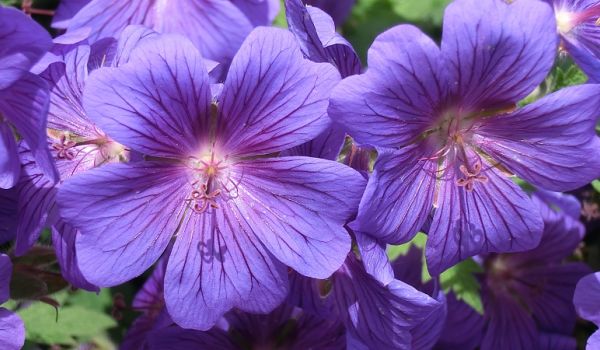 Geranium pratense 'Rozanne' - Storchschnabel.jpg.JPG