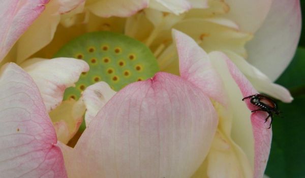 Nelumbo nucifera - Lotusblume.jpg