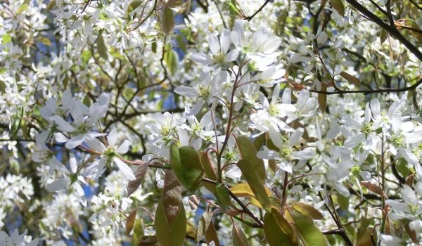 Amelanchier lamarckii - Kupfer- Felsenbirne.jpg.JPG