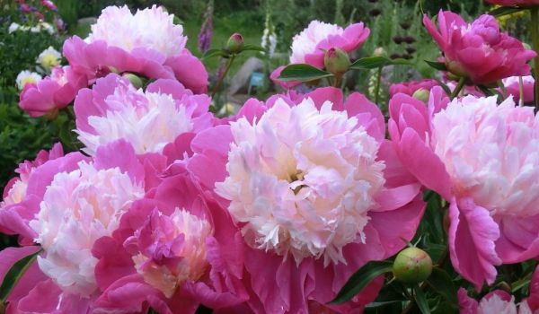 Paeonia.jpg