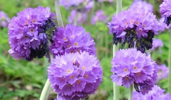 Primula denticulata - Kugel- Primel.jpg