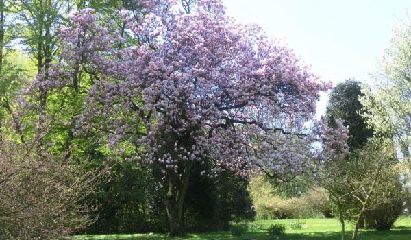 Garten mit Baum.jpg